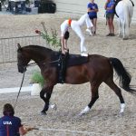 Champions Named at 2025 EVUSA/USEF Vaulting National Championship 4 2025 EVUSA-USEF Vaulting National Championships